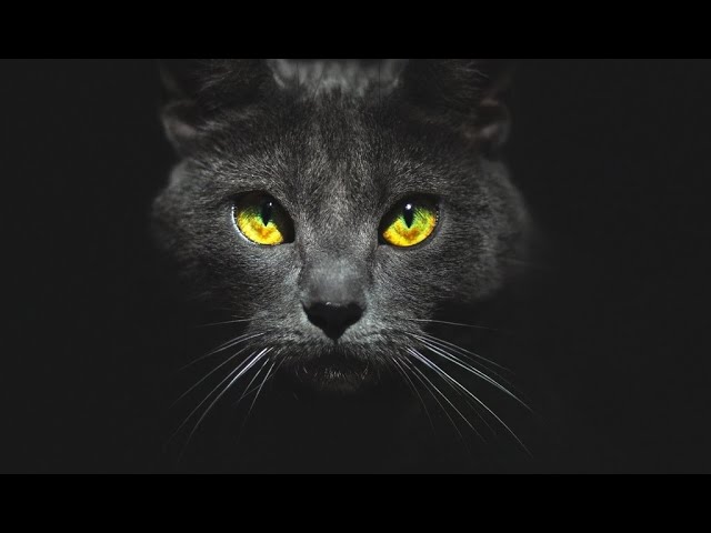Почему у собак и кошек светятся глаза в темноте?