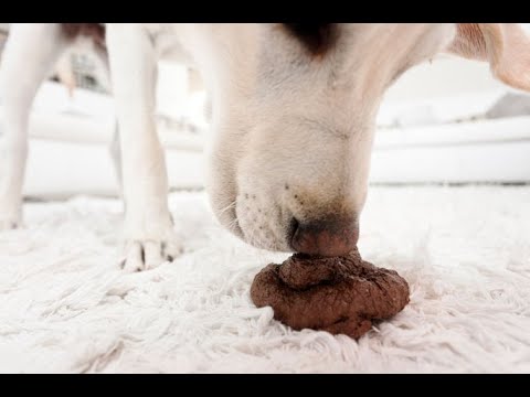Почему собака ест экскременты?