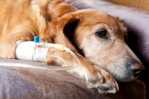 химиотерапия собак при опухоли