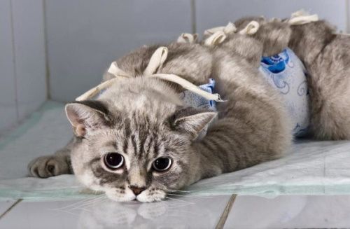 Пиометра у кошек: симптомы, диагностика, лечение
