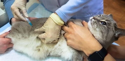 Кастрация (стерилизация) кошки: показания, плюсы операции