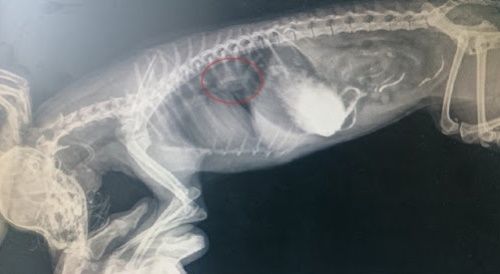 Инородное тело в желудочно-кишечном тракте кошек и собак