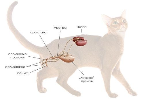Крипторхизм у котов: причины, диагностика, лечение