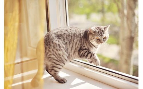Падение кошки с высоты: симптомы и первая помощь