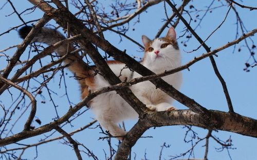Падение кошки с высоты: симптомы и первая помощь