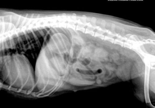 рентген собаке