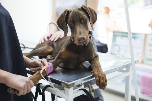 инфузионная терапия собак