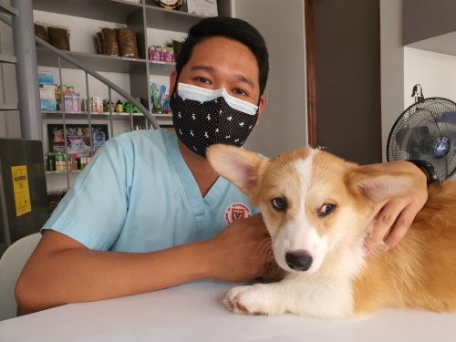 аллергия у кошек и собак