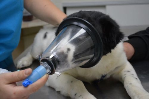 наркоз собаке во время чистки зубов