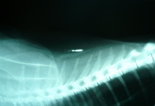 чип в кошке под рентгеном