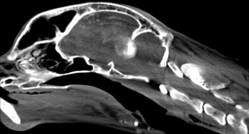 компьютерная томография кошки