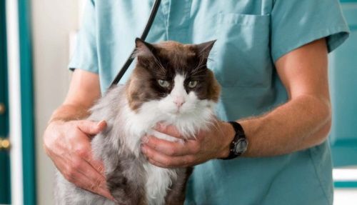 осмотр кошки у ветеринарного врача
