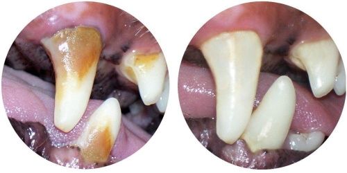 ультразвуковая чистка зубов у собак - до и после