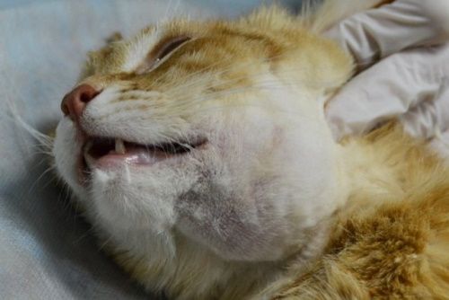 злокачественная опухоль у кошки