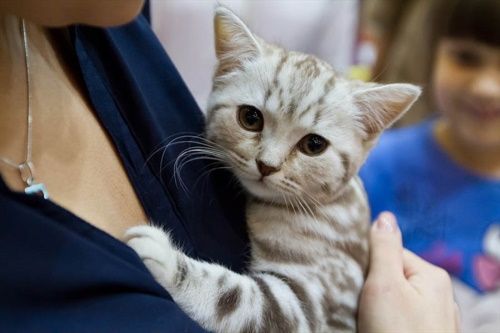 лечение почечной недостаточности у кошек