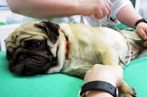 Операция пиометра у собаки