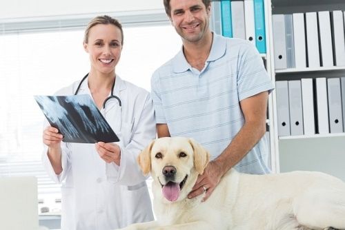 рентген для собаки