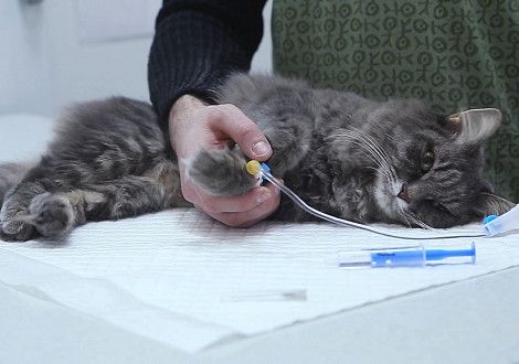 химиотерапия кошки